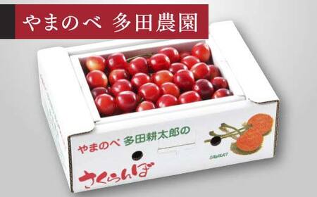 《先行予約》2025年 山形県産 紅さやか バラ詰め(パック）500g M～L やまのべ多田耕太郎のさくらんぼ サクランボ フルーツ 果物 くだもの F4A-0481