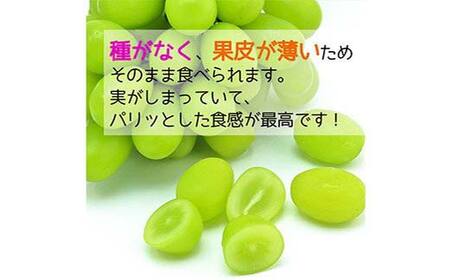 2026年8月発送開始 先行受付 山形県 至高のフルーツ！ 山形県中山町特選品フルーツ定期便 全3回 桃 シャインマスカット ラ・フランス 山形県 中山町 F4A-0478