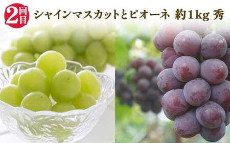 【2026年 先行予約】3回定期便 6つの美味しさ満喫フルーツ便 桃 和梨 シャインマスカット ピオーネ ラ・フランス りんご 果物 くだもの 山形県 中山町 F4A-0483