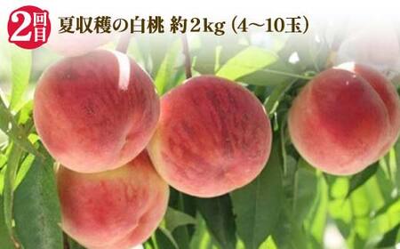 2026年先行受付 【定期便3回】人気フルーツベスト3 さくらんぼ 桃 シャインマスカット 山形県 中山町 F4A-0489