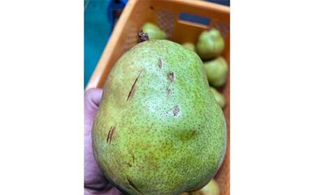 【令和8年産先行受付】山形県産高糖度「ラ・フランス」5kg 家庭用(訳あり) 玉数おまかせ らふらんす 果物 くだもの フルーツ 中山町 訳あり 自宅用 F4A-0953