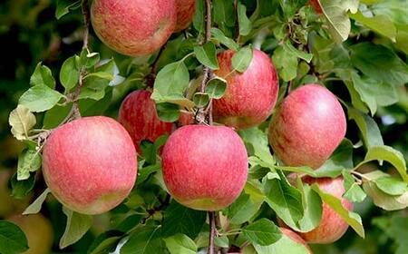 《2026年発送先行予約》山形県産サンふじりんご 秀 約3kg 林檎 リンゴ フルーツ 果物 くだもの 山形県 中山町 F4A-0913