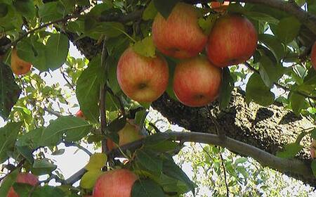 《2026年発送先行予約》山形県産りんご 葉とらずこうとく 約1.5kg 5～10玉 林檎 リンゴ 果物 くだもの フルーツ 山形県産 F4A-0915