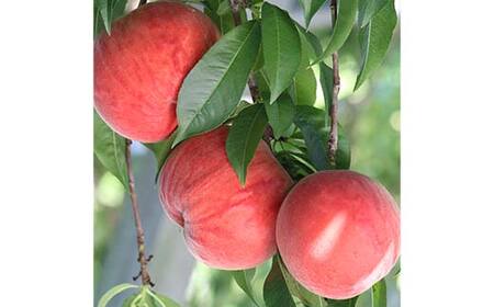 《2026年発送先行予約》山形県産 完熟白桃おどろき 約2kg 秀 桃 もも フルーツ果物 くだもの 山形県 中山町 F4A-0919