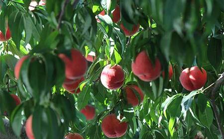 《2026年発送先行予約》山形県産 完熟白桃おどろき 約2kg 秀 桃 もも フルーツ果物 くだもの 山形県 中山町 F4A-0919