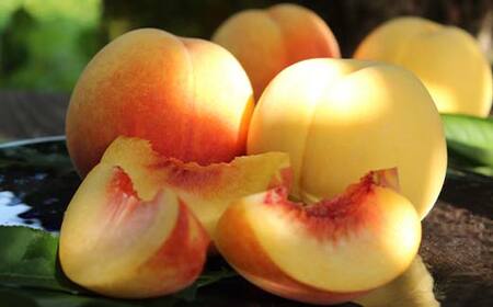 幻のゴールデンピーチ 山形県産 滝ノ沢ゴールド約1.8kg 5～9玉 秀 桃 もも フルーツ 黄色 F4A-0923