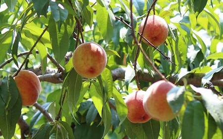 幻のゴールデンピーチ 山形県産 滝ノ沢ゴールド約1.8kg 5～9玉 秀 桃 もも フルーツ 黄色 F4A-0923