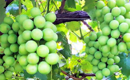 2026年先行予約】山形県中山町産シャインマスカット 秀品 約1.2kg～約