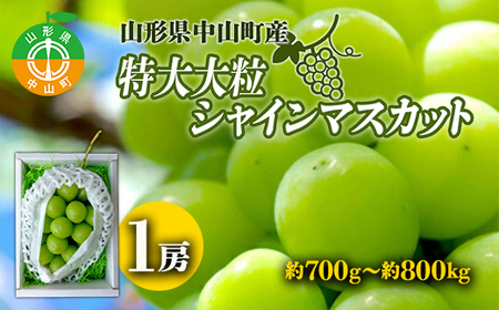 【2025年先行予約】山形県中山町産特大大粒シャインマスカット 約700g～約800g(1房) 期間限定 数量限定 山形県産 フルーツ 高級 贅沢 ぶどう ブドウ 葡萄 F4A-0105