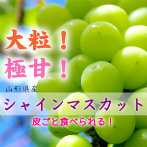 【2024年先行予約】山形県中山町産特大大粒シャインマスカット 約700g～約800g(1房) 期間限定 数量限定 F4A-0105