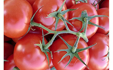 《2026年先行予約》山形県中山町産高糖度ミディトマト《シンディスイート》約2kg 期間限定 数量限定 濃厚 リコピン 甘い おやつ サラダ 完熟 新鮮 F4A-0111