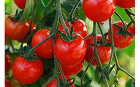 《2026年先行予約》山形県中山町産高糖度ミディトマト《シンディスイート》約2kg 期間限定 数量限定 濃厚 リコピン 甘い おやつ サラダ 完熟 新鮮 F4A-0111