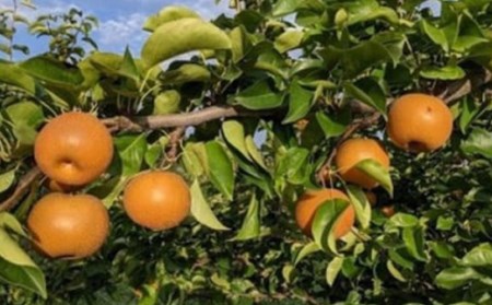 【2026年先行予約】農家直送「和梨」約3kg 中山町 渡辺ファーム F4A-0261