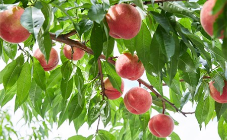 《2026年度先行予約》山形県産 白桃（品種・玉数おまかせ7～12玉） 約3kg 果物 くだもの フルーツ 桃 もも モモ 山形県 中山町 F4A-0977