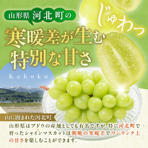 令和8年産【はじまり農園 うの】大粒 シャインマスカット２房（約700g×2房） 山形県河北町産 【河北町観光物産協会】 ka002-004-r8
