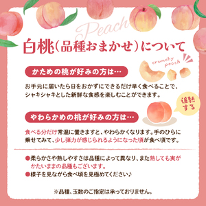 【令和8年産】白桃 品種おまかせ 3kg (8～12玉前後) ギフト箱入 秀品 山形県産 【山形eLab】ka074-008-r8