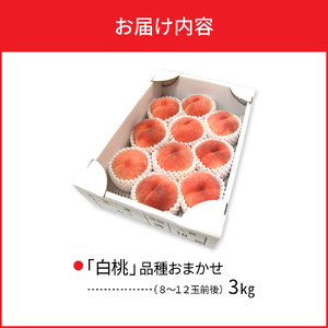 【令和8年産】白桃 品種おまかせ 3kg (8～12玉前後) ギフト箱入 秀品 山形県産 【山形eLab】ka074-008-r8