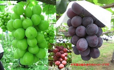 K-00120 山形県河北町産大粒ぶとう3種セット2kg