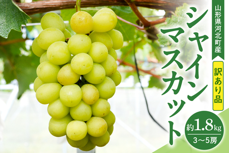 【訳あり 令和8年産】 ぶどう シャインマスカット 約1.8kg(3～5房) 山形県河北町産【山形eLab】ka074-021-r8