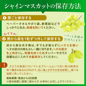【令和8年産】 ぶどう シャインマスカット 1房入り（約600g前後） 秀品 山形県河北町産 【山形eLab】 ka074-022-r8