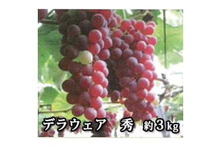 A-00121 山形県河北町産ぶどう(デラウェア)3kg