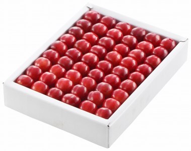 【令和8年産】ハウスさくらんぼ「佐藤錦」300g 化粧箱 山形県河北町産【JAさがえ西村山】