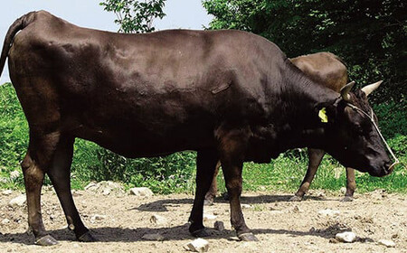 FYN9-840 山形県産 山形牛 A4等級以上 肩ロース すき焼用 400g 黒毛和牛 肉 国産 ブランド牛 贅沢