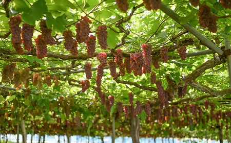 FYN9-918 ≪2026年先行予約≫山形県産 デラウェア 900g(5~8 房) 秀品 2026年8月上旬から順次発送 種無し 小粒 食べやすい ぶどう ブドウ 葡萄 くだもの 果物 フルーツ 夏果実 箱入り 中元 贈り物 ギフト 自宅 家庭 産地直送 山形県 西川町 月山