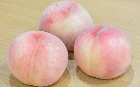 FYN6-073 ≪2026年先行予約≫ ご家庭用 山形県産 品種おまかせ 白桃 約3kg（6～11玉） 2026年8月中旬から順次発送 柔らかくなる桃 はくとう 桃 もも モモ 果物 くだもの 夏果実 フルーツ 訳あり 農業者支援 家庭用 自宅用 産地直送 山形県 西川町 月山