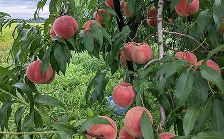 FYN6-073 ≪2026年先行予約≫ ご家庭用 山形県産 品種おまかせ 白桃 約3kg（6～11玉） 2026年8月中旬から順次発送 柔らかくなる桃 はくとう 桃 もも モモ 果物 くだもの 夏果実 フルーツ 訳あり 農業者支援 家庭用 自宅用 産地直送 山形県 西川町 月山