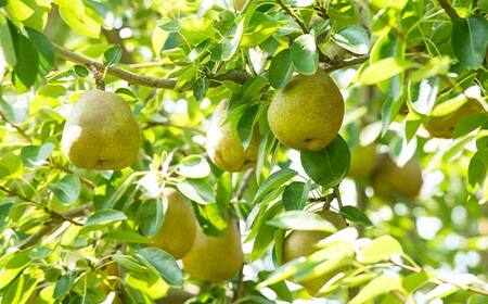 FYN6-057 ≪2026年先行予約≫ご家庭用 山形県産 西洋梨 ラ・フランス 約5kg (12～20玉) 2026年11月中旬から順次発送 洋梨 洋なし ラフランス 秋果実 果物 くだもの フルーツ 訳あり 家庭用 自宅用 産地直送 山形県 西川町 月山