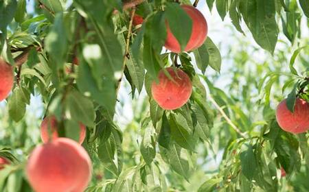 FYN6-224 ≪2026年先行予約≫贈答用 山形県産 おまかせ 白桃 1.4kg(4～7玉)秀品 2026年8月下旬から順次発送 柔らかくなる桃 夏果実 果実 果物 くだもの フルーツ 桃 もも ピーチ 化粧箱 贈答 ギフト プレゼント 産地直送 山形県 西川町 月山