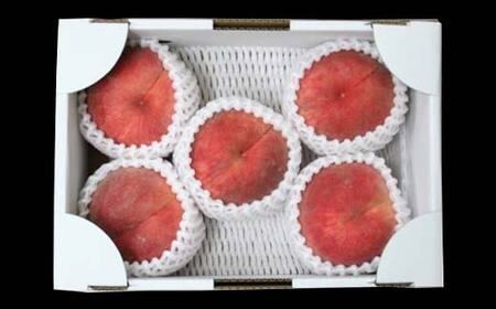 FYN6-224 ≪2026年先行予約≫贈答用 山形県産 おまかせ 白桃 1.4kg(4～7玉)秀品 2026年8月下旬から順次発送 柔らかくなる桃 夏果実 果実 果物 くだもの フルーツ 桃 もも ピーチ 化粧箱 贈答 ギフト プレゼント 産地直送 山形県 西川町 月山