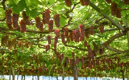 FYN6-064 ≪2026年先行予約≫山形県産 デラウェア 1.8kg(9~16房) 秀品 2026年8月上旬から順次発送 種無し 小粒 食べやすい ぶどう ブドウ 葡萄 くだもの 果物 フルーツ 夏果実 箱入り 中元 贈り物 ギフト 自宅 家庭 産地直送 山形県 西川町 月山