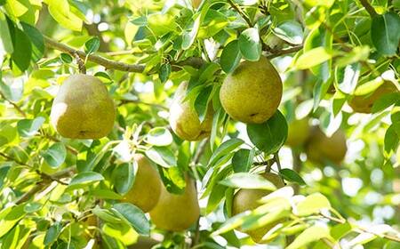 FYN6-165 贈答用 山形県産 洋梨 ラ・フランス 約3.2kg(8～10玉) 2025年11月上旬から順次発送 洋梨 洋なし ラフランス 秋果実 果物 くだもの フルーツ 贈答 贈り物 ギフト プレゼント 3kg 産地直送 山形県 西川町 月山