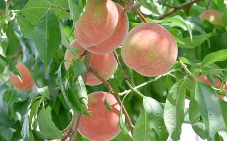 FYN6-115 ≪2026年先行予約≫8月発送 山形県産 品種おまかせ 白桃 約3kg（8～12玉） 秀品 2026年8月上旬から順次発送 桃 もも モモ 果物 くだもの 夏果実 フルーツ 産地直送 山形県 西川町 月山