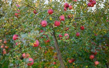 FYN6-310 山形県産 品種おまかせ りんご 赤色系 約3kg(6~12玉) 準秀品 2025年10月上旬から順次発送 果物 くだもの フルーツ 林檎 リンゴ アップル 秋果実自宅用 家庭用 訳アリ ワケアリ 山形県 西川町 月山