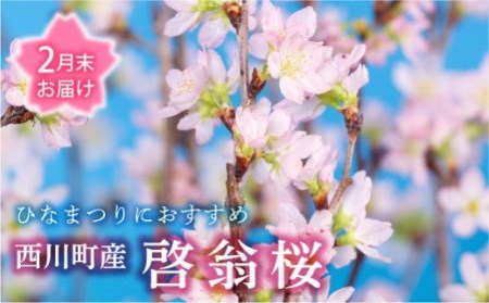 FYN9-293 【2025年2月末お届け】 山形県 西川町産 啓翁桜 1束(80cm×10本) 2025年2月下旬から順次発送 ひな祭り 雛祭り 春 桜 さくら サクラ 花 フラワー 飾り