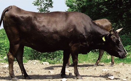 FYN9-558 【事業者支援】山形県産 黒毛和牛 ≪４等級以上≫ 山形牛 切り落とし 約600g 牛肉