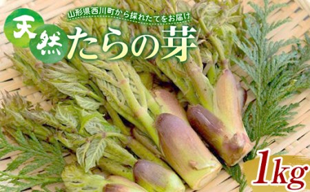 FYN9-780 《先行予約》『山菜ときのこの里西川町』 山里の春の香り 天然たらの芽 1kg