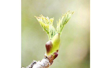 FYN9-780 《先行予約》『山菜ときのこの里西川町』 山里の春の香り 天然たらの芽 1kg