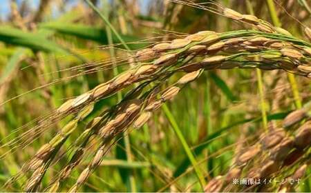 【令和6年産】寒地稲作発祥の地 北広島市産 赤毛米5kg 白米 精米 お米 こめ おこめ コメ 単一原料米 北海道米 北海道産 米 ご飯 ごはん 北海道 北広島市