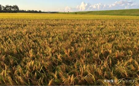 【令和6年産】寒地稲作発祥の地 北広島市産 赤毛米5kg 白米 精米 お米 こめ おこめ コメ 単一原料米 北海道米 北海道産 米 ご飯 ごはん 北海道 北広島市