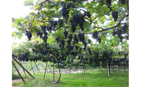 朝日町ワイン「マイスターセレクション」赤ロゼ辛口セット(720ml×2)