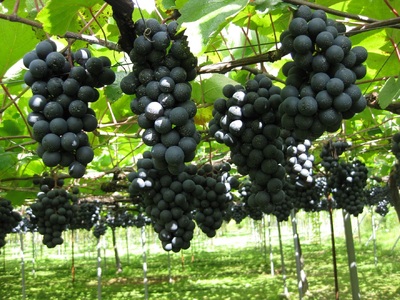 朝日町 ワイン マイスターセレクション キュヴェ セット