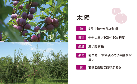 ＜先行予約＞プラム 太陽 2kg 大玉 2L以上 秀品 化粧詰め 【2026年8月下旬～9月上旬発送】山形県 朝日町産 山形産 すもも スモモ フルーツ 果物 夏