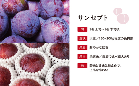 ＜先行予約＞プラム サンセプト 2kg 大玉 2L以上 秀品 化粧詰め 【2026年9月中旬～９月下旬発送】 山形県 朝日町産 山形産 すもも スモモ フルーツ 果物 秋 送料無料