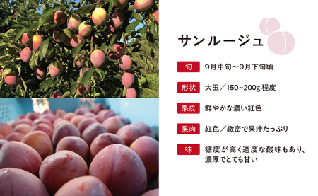 ＜先行予約＞プラム サンルージュ ２kg 大玉 2L以上 秀品 化粧詰め 【2026年9月中旬～９月下旬発送】 山形県 朝日町産 山形産 すもも スモモ フルーツ 果物 秋