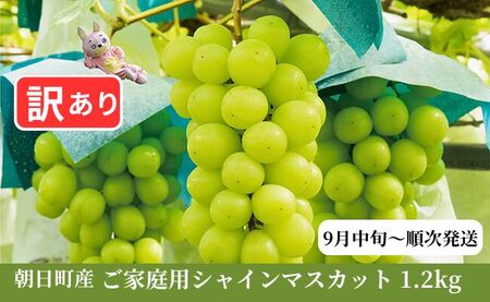 < 先行予約 > 訳あり シャインマスカット 1.2kg以上 農家直送 【2026年9月中旬~11月上旬発送】ぶどう ブドウ 葡萄 果物 フルーツ 家庭用 ご家庭用 秋 山形県 朝日町産 山形産