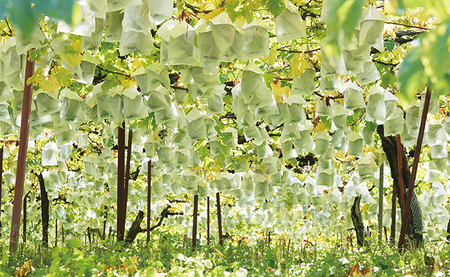 < 先行予約 > 訳あり シャインマスカット 1.2kg以上 農家直送 【2026年9月中旬~11月上旬発送】ぶどう ブドウ 葡萄 果物 フルーツ 家庭用 ご家庭用 秋 山形県 朝日町産 山形産